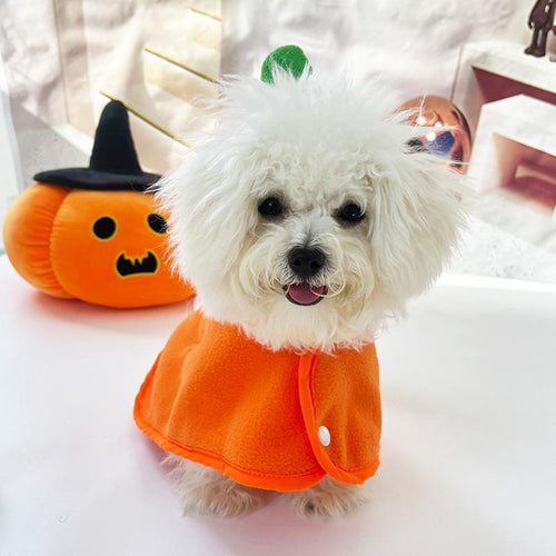 Small dog wearing the Orange Pumpkin cape; decorative props not included.
