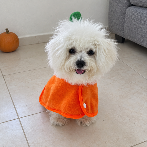 White dog wearing orange Pumpkin pet cape — AI-generated lifestyle scene.